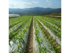 供應昌龍興PE農(nóng)用地膜