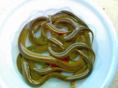 黃鱔苗（純手工捕捉，生猛沒?。? /></a>
                            </div>
                            <p>
                                <a href=